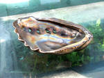 Stainless Steel Abalone Shell #2 by ou8nrtist2