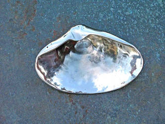 Atlantic Surf Clam Shell