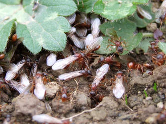 Ant Colony Stock