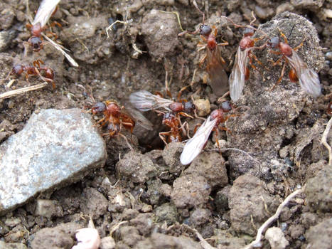 Ant Colony Stock 1