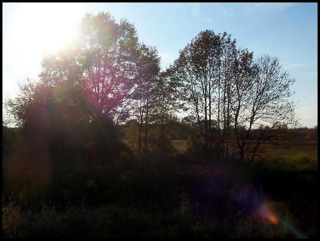 Backlit Canopy 1 by Genaarika on DeviantArt