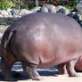 Hippo Side,Rump