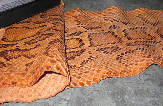 Reptile Skin at The Learning Centre