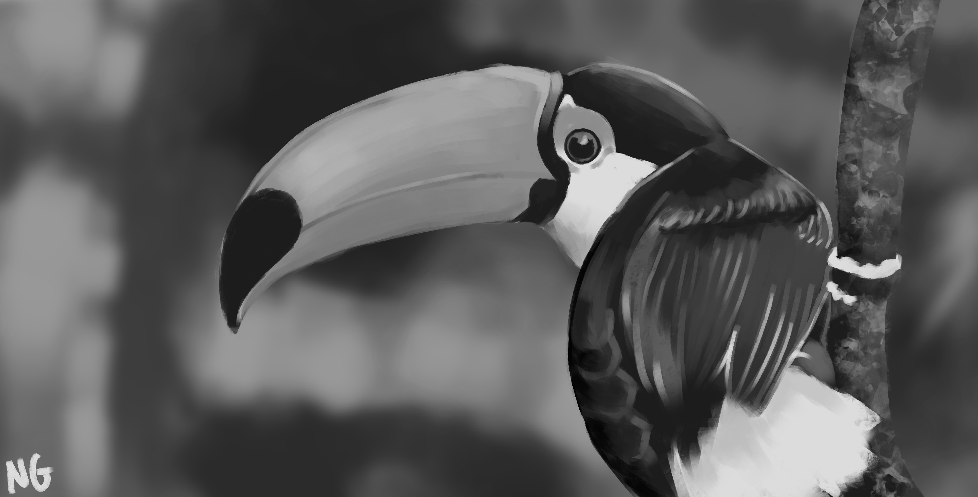 BW Study - Toucan