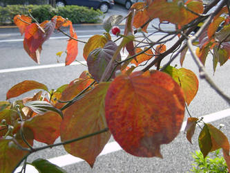 Autumn in Tokyo