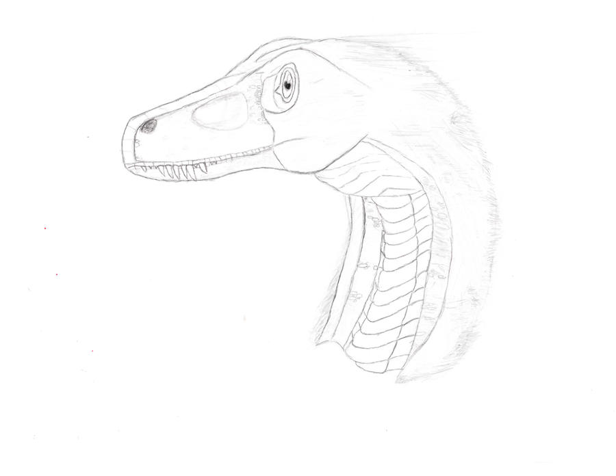 Raptor sketch by Drake-Render on DeviantArt