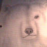 Bear -not finished-