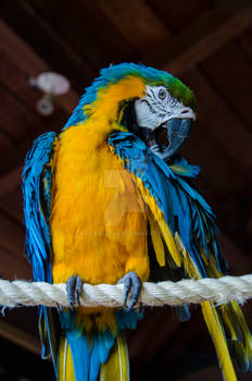 Papagayo Guayaquil