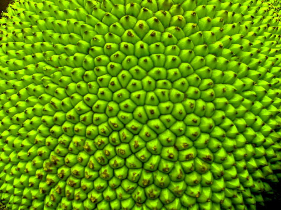 Jack Fruit