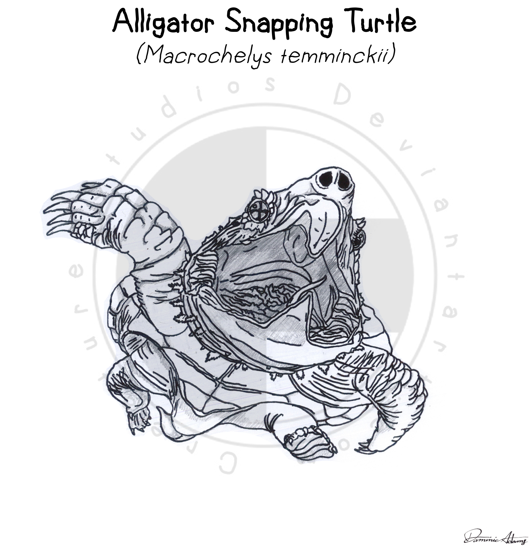 Animals - Alligator Snapping Turtle by Creature-Studios on DeviantArt