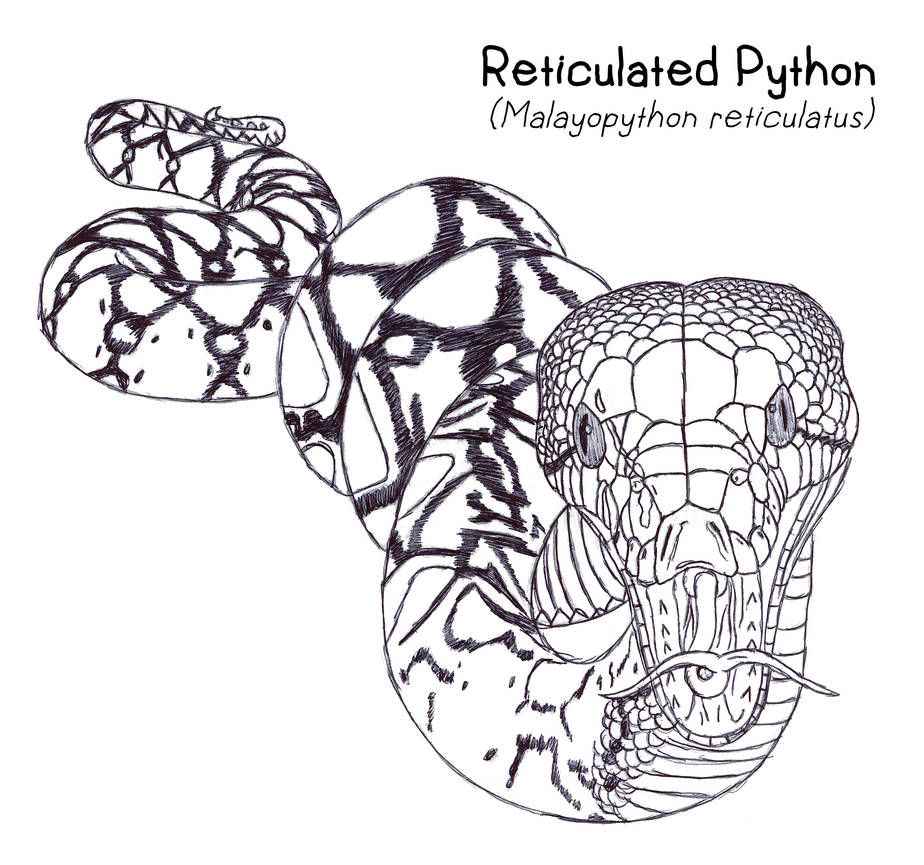 Animals - Reticulated Python by Creature-Studios on DeviantArt