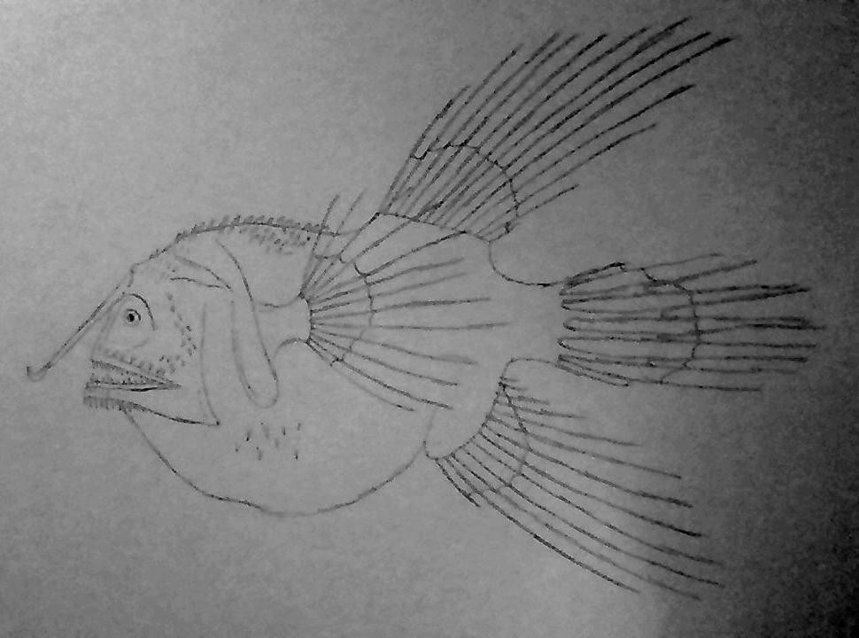 Fanfin angler by Creature-Studios on DeviantArt
