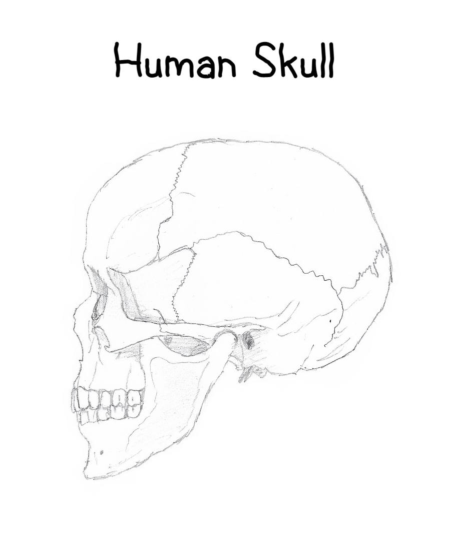 Human Skull By Creature Studios On DeviantArt