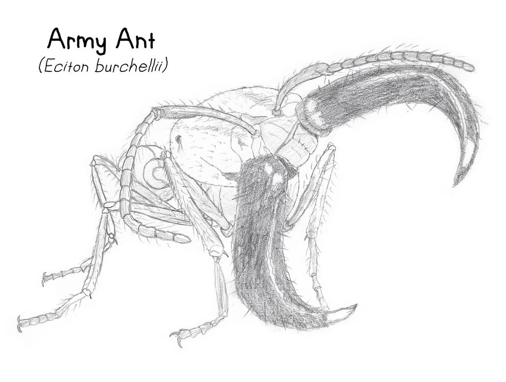 Animals Army Ant by CreatureStudios on DeviantArt