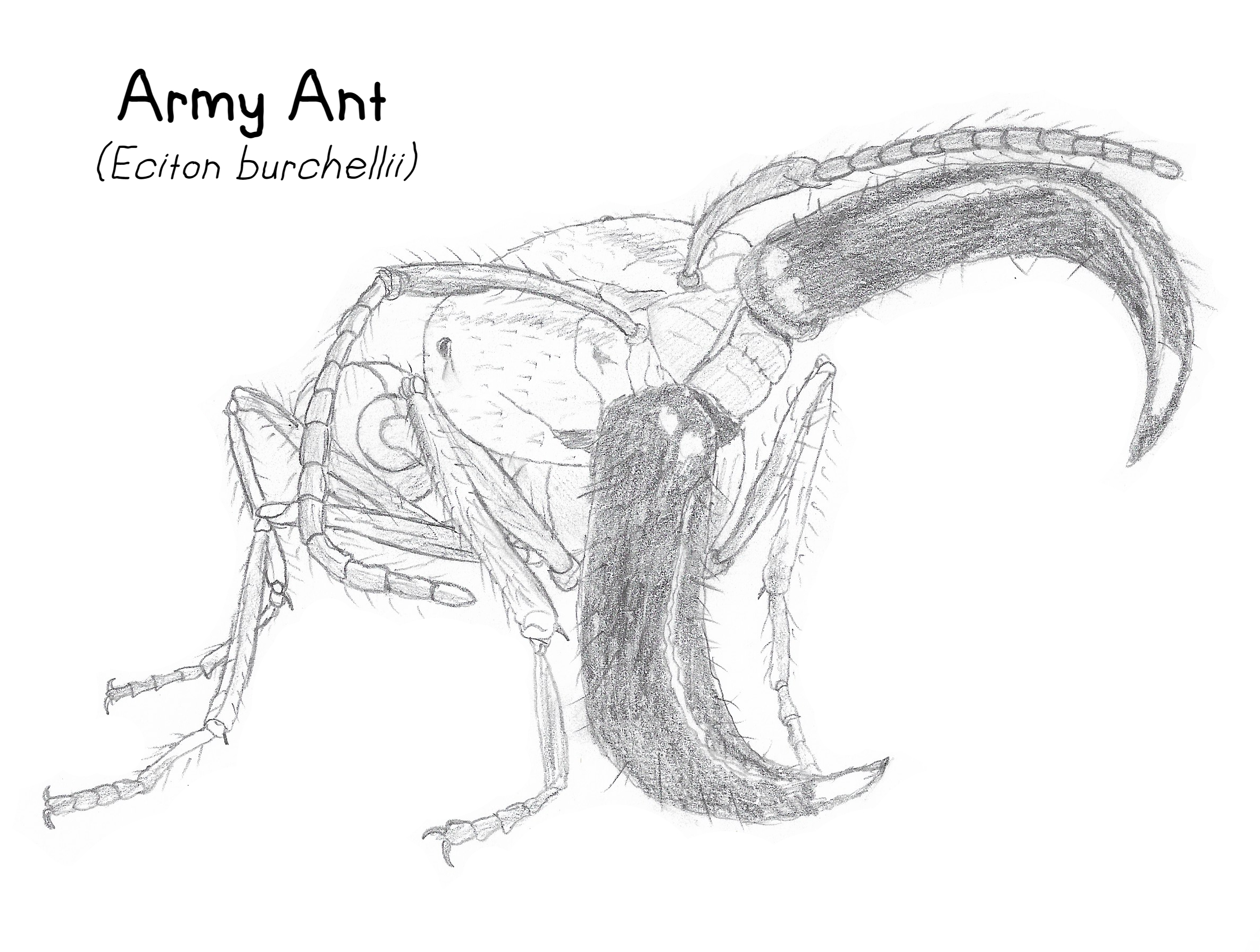 Ant Deviantart Animals - Army Ant by Creature-Studios on DeviantArt