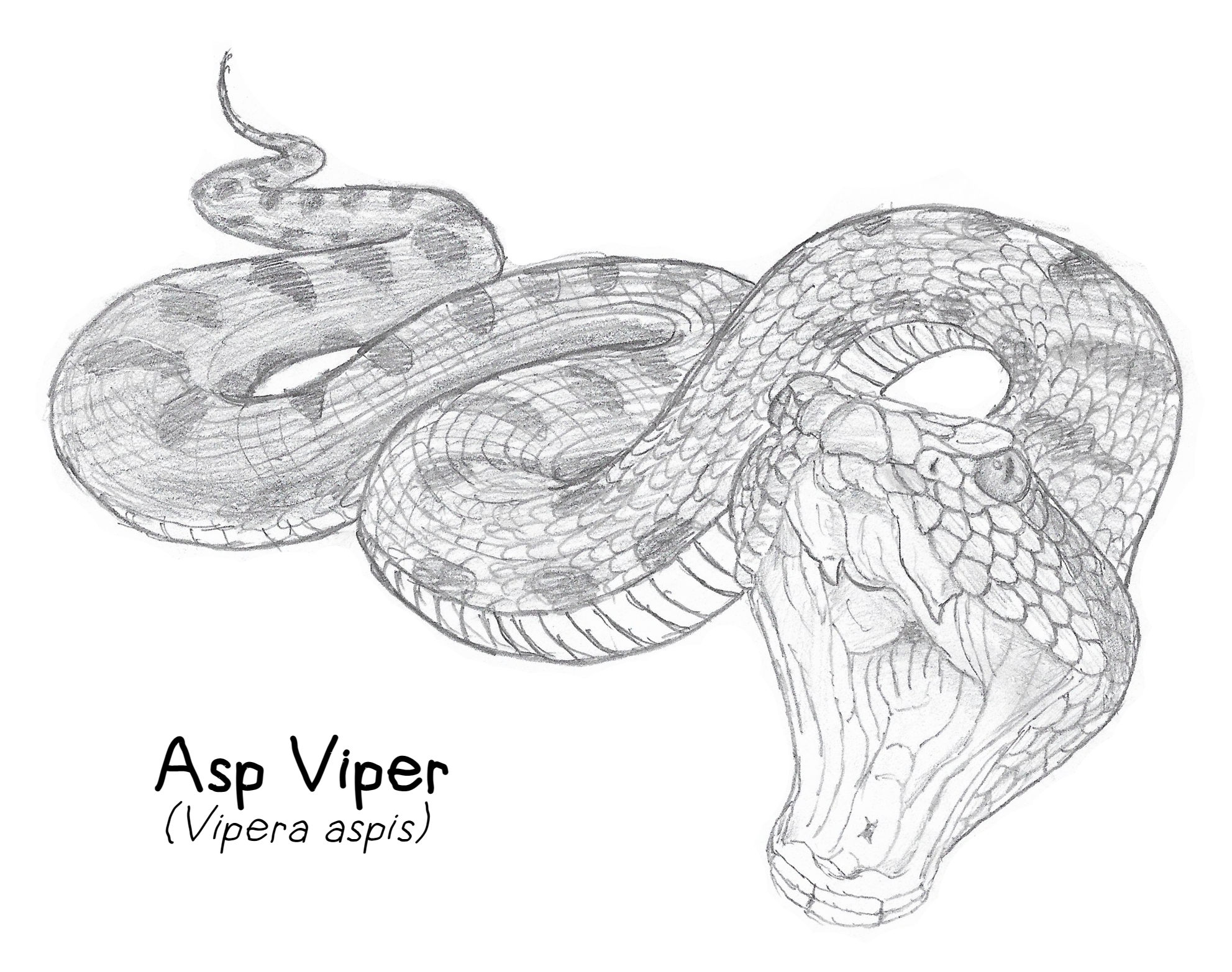 Animals - Asp Viper by Creature-Studios on DeviantArt