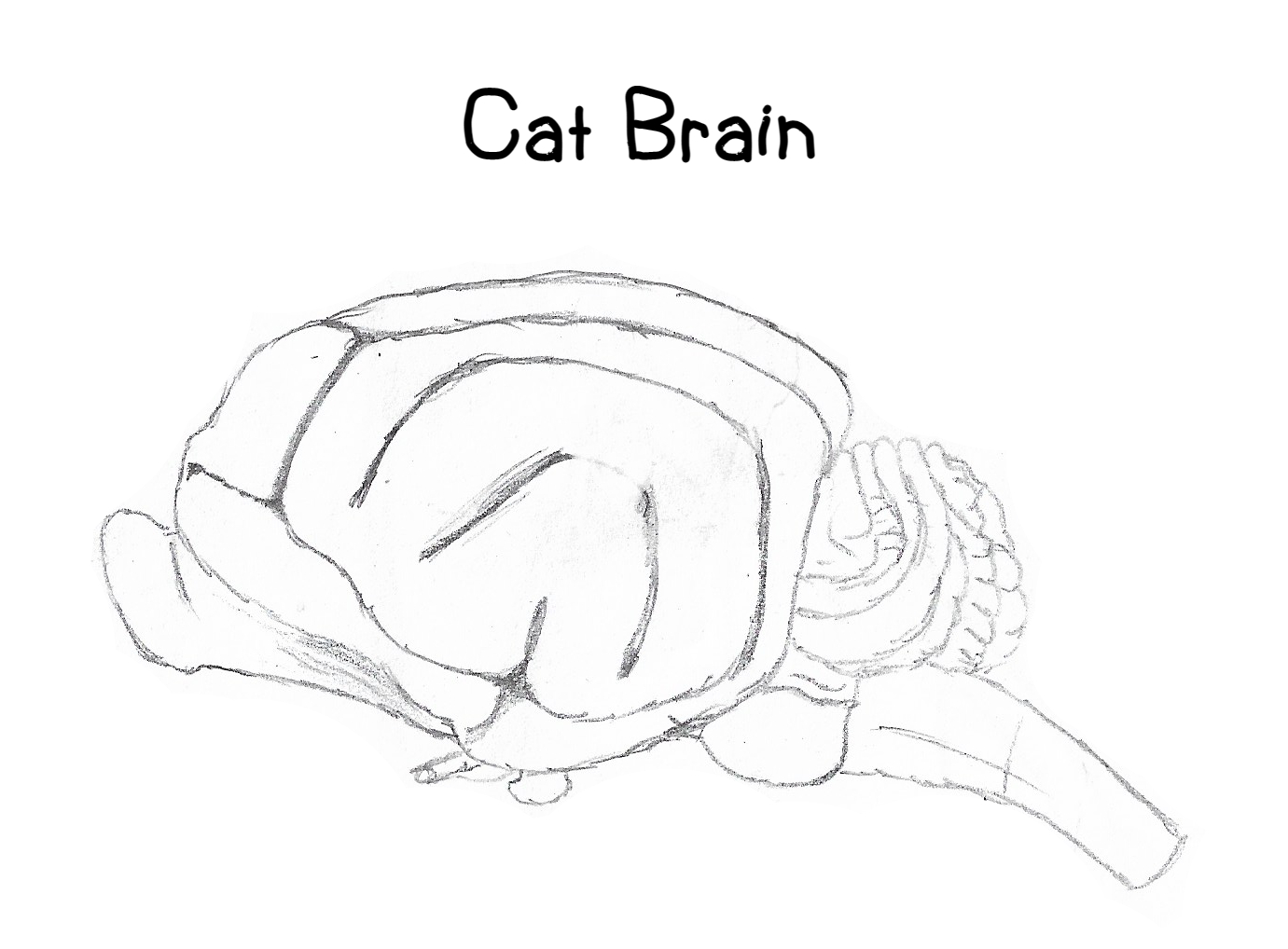 Cat Brain by Creature-Studios on DeviantArt