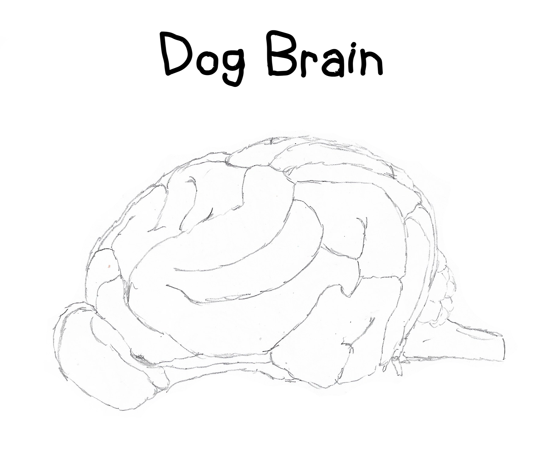 Dog Using Brain Dog Brain by Creature-Studios on DeviantArt