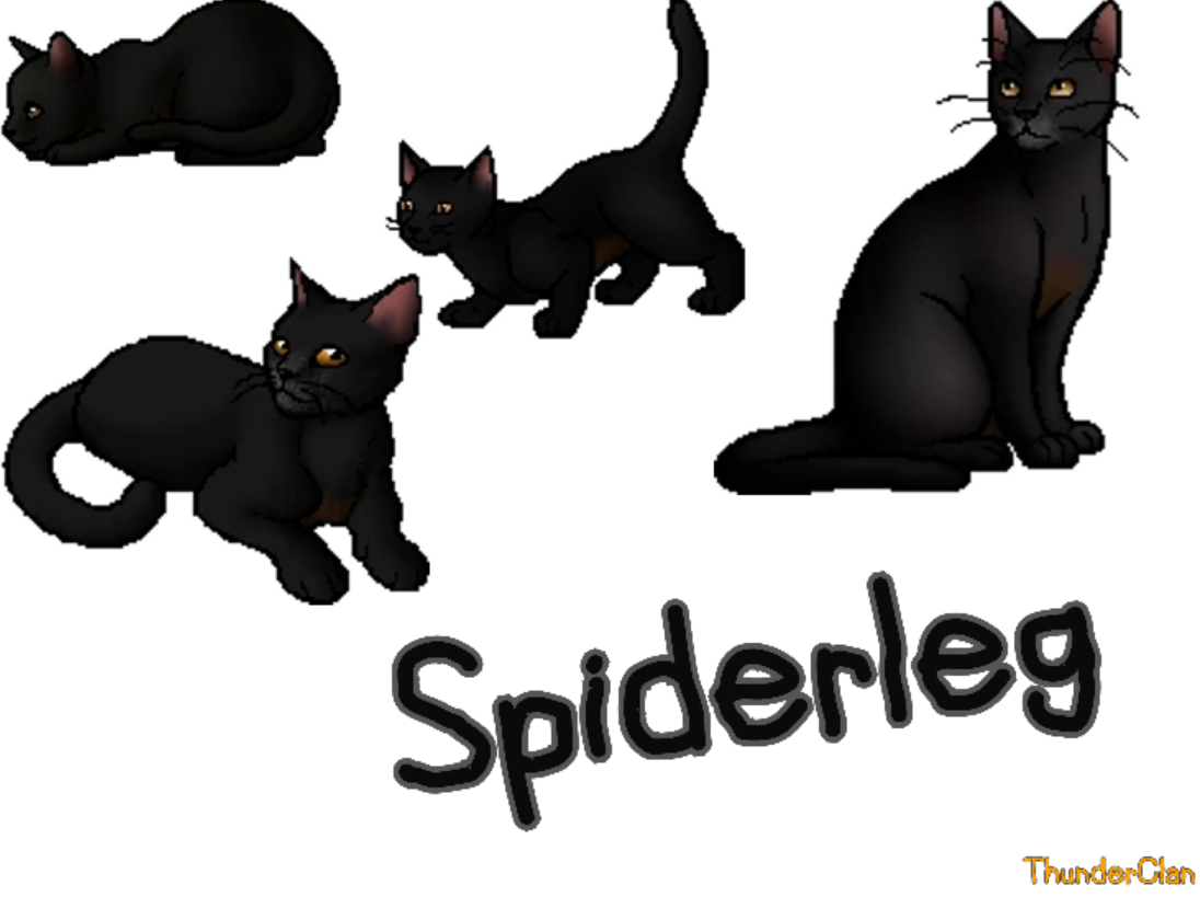 ShadowClan, Warrior Clan Cats Wiki