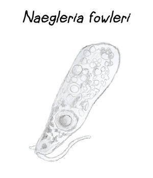 Wildlife - Naegleria fowleri