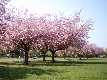 BLossom trees