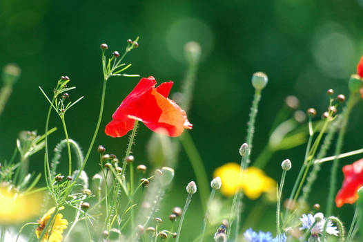 La Maree des Couleurs II