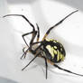 Argiope Black/Yellow - Spider Stock