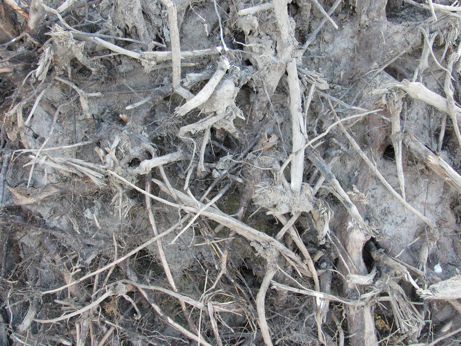 Root Texture Rotten Root Texture 01 by FrostBo on DeviantArt