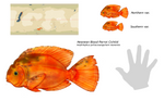 Neanean Blood Parrot Cichlid by mightycucumber