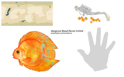 Mangrove Parrot Cichlid