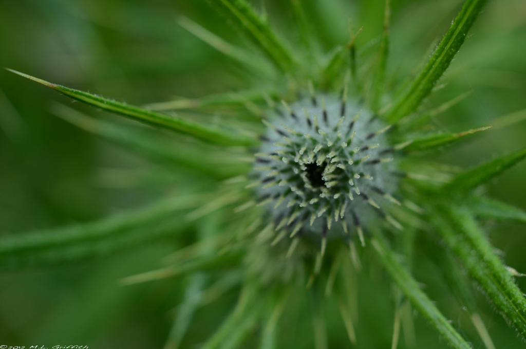 Spiky Weed