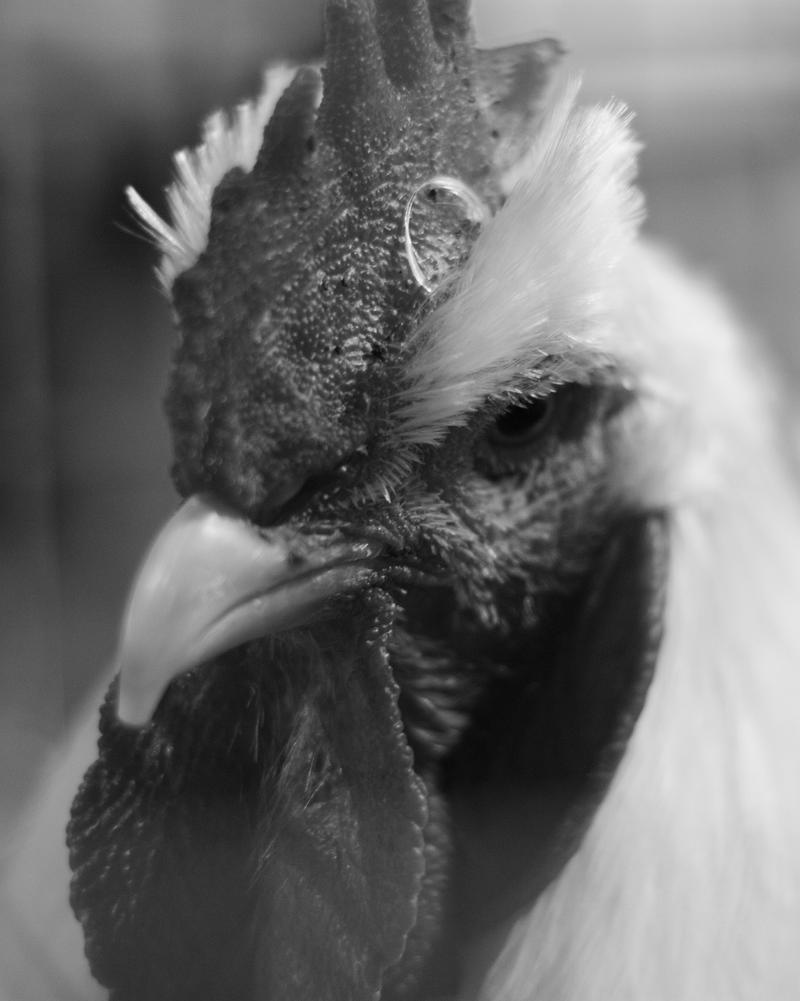 Rooster Two BW