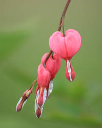 Bleeding Hearts