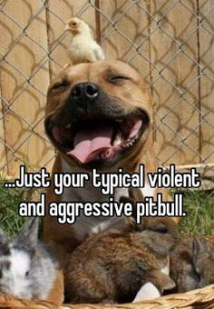 Your Typical Pitbull