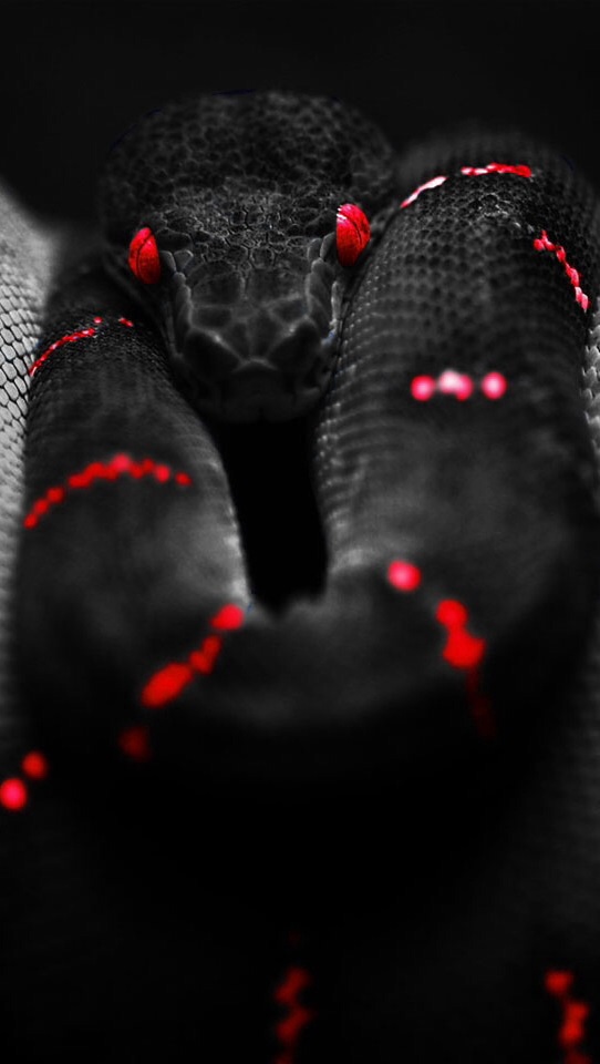 red snake