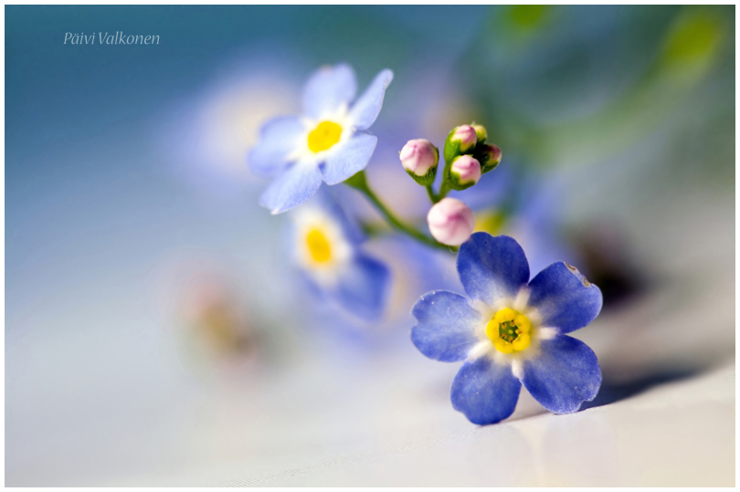 Forget me not.. II