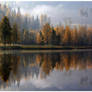 Autumn Forest