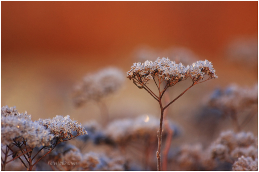 Early Morning Sunshine