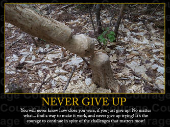 Never-Give-UP 0