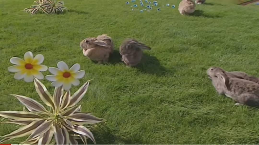 Rabbits by mhs66hbackup on DeviantArt