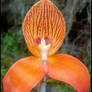 Orchid on Fire