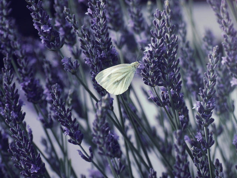 7. lavender