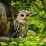 92. ural owl