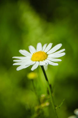 115. daisy by littleconfusion