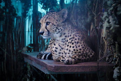 147. cheetah