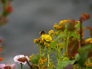 Big Sur Bee