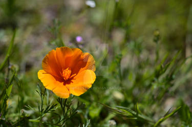 Silky Poppies