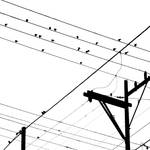 birds on wires by Hengki24