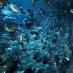Aquarium XIV by Hengki24