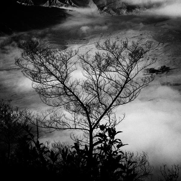 tree 83 by Hengki24 on DeviantArt